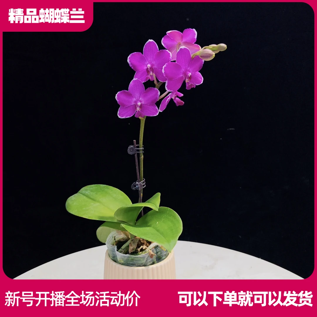 【红水晶A01】任意两颗包邮 只拍一颗默认【发苗】