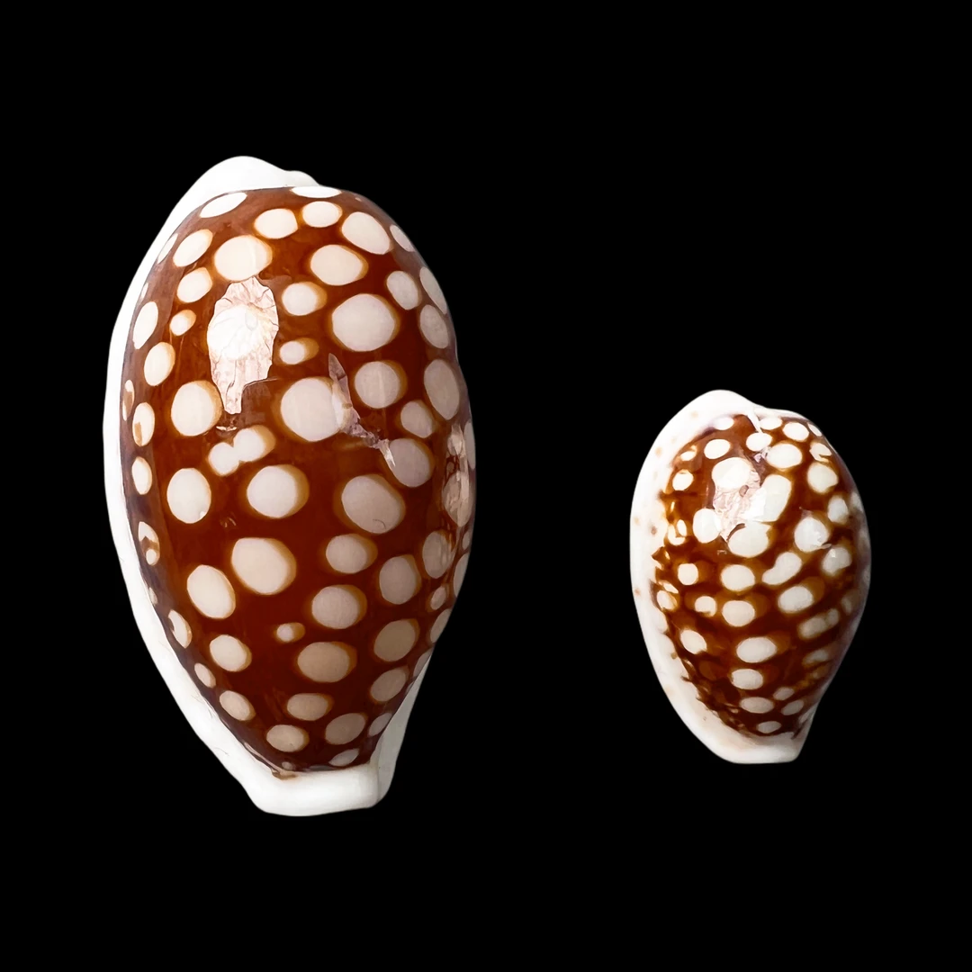 【花鹿宝螺】33.3mm GEM 大尺寸！产地：印尼 贝壳A6