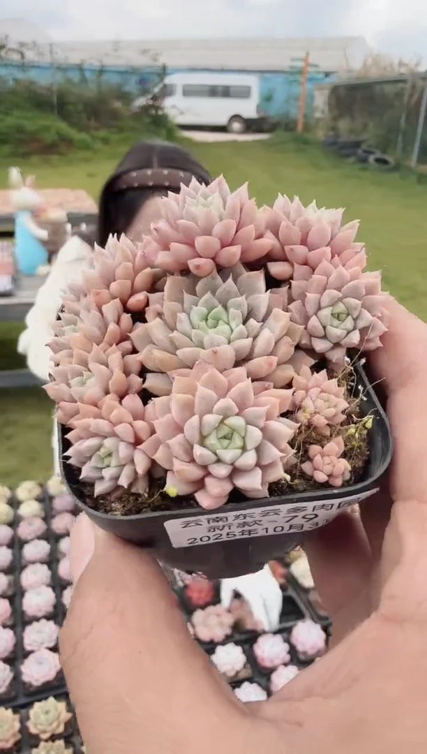 东云多肉园新款-79