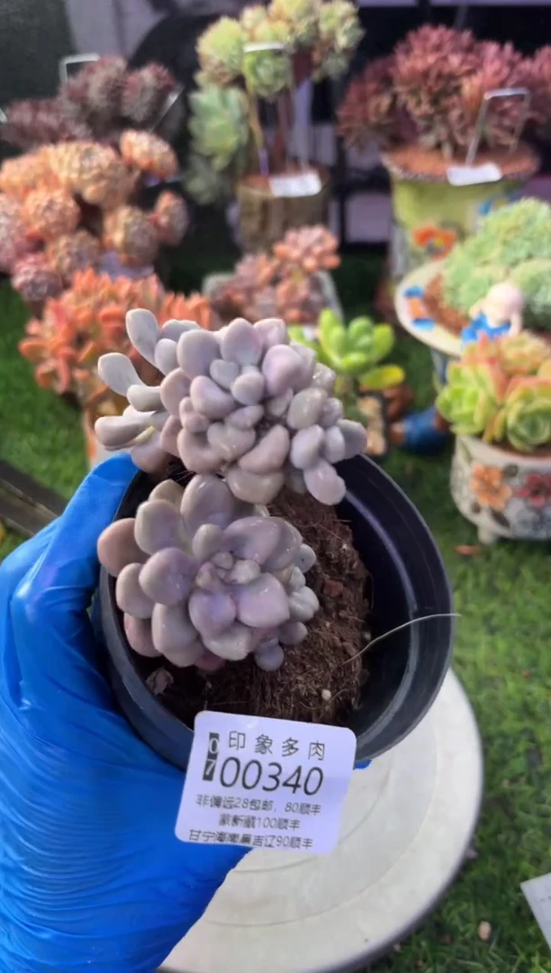 昆明印象多肉00340