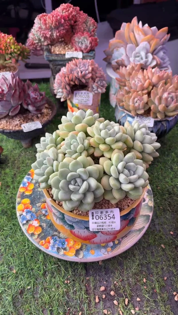 昆明印象多肉06354