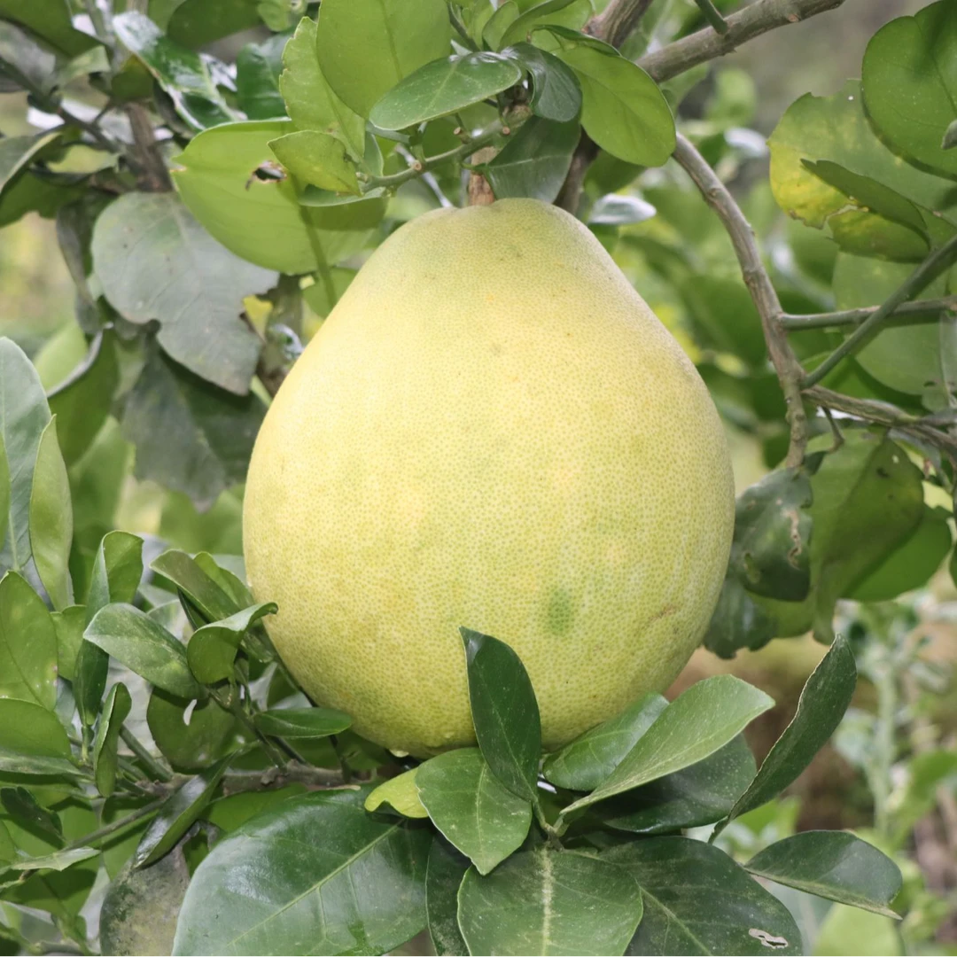 贵州铜仁小江口枣香柚柚子