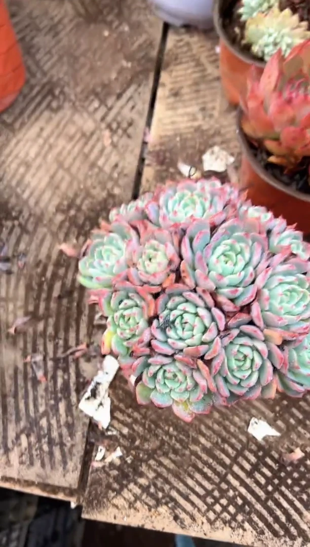 敏*多肉植物一物一拍20310