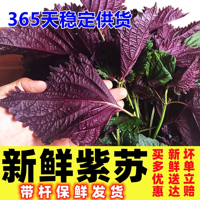 新鲜食用鲜紫苏带杆100g牛蛙鱼虾田螺食用香料农产品新鲜发货