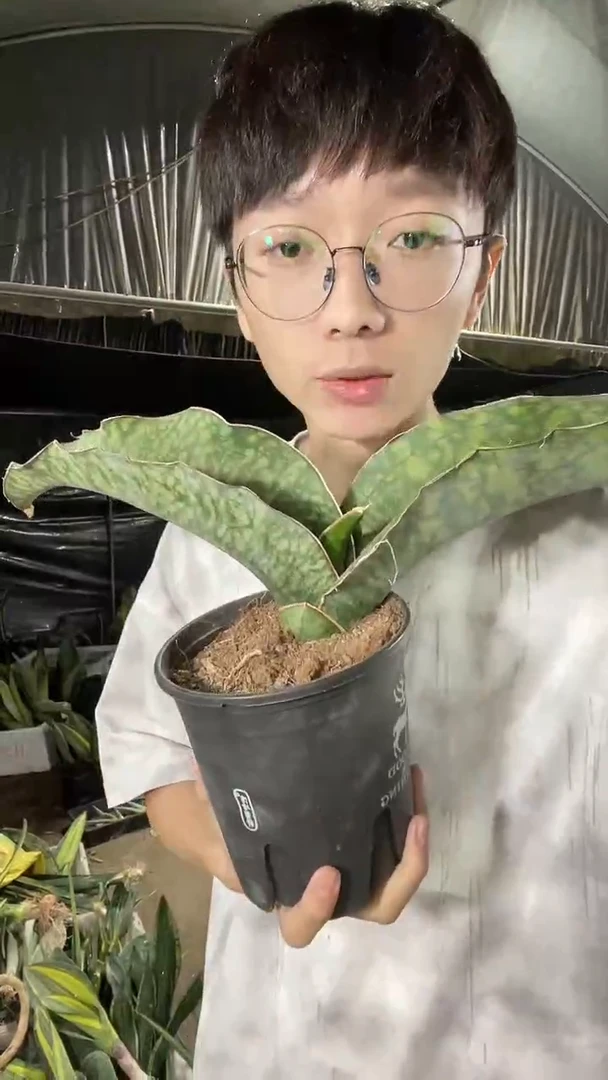 17号蓝皮鹦鹉带盆土70