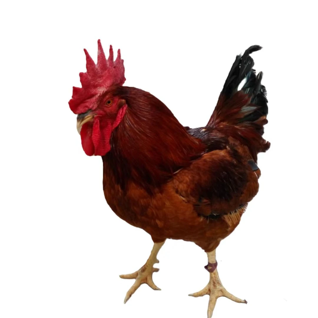 九斤红整鸡肉质鲜美12只