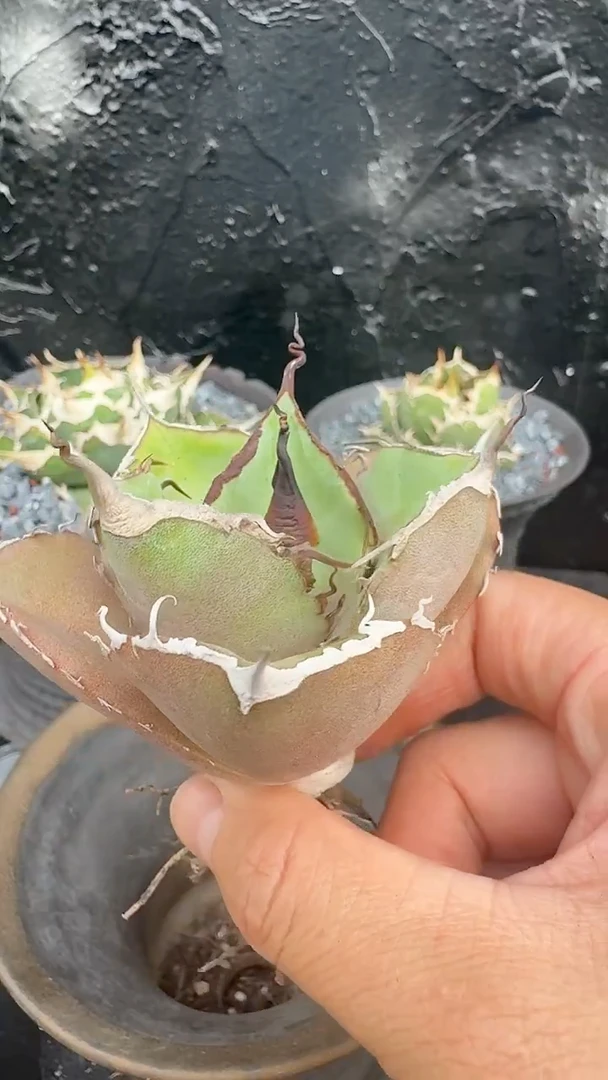 无花朵龙舌兰仁王冠黑豹