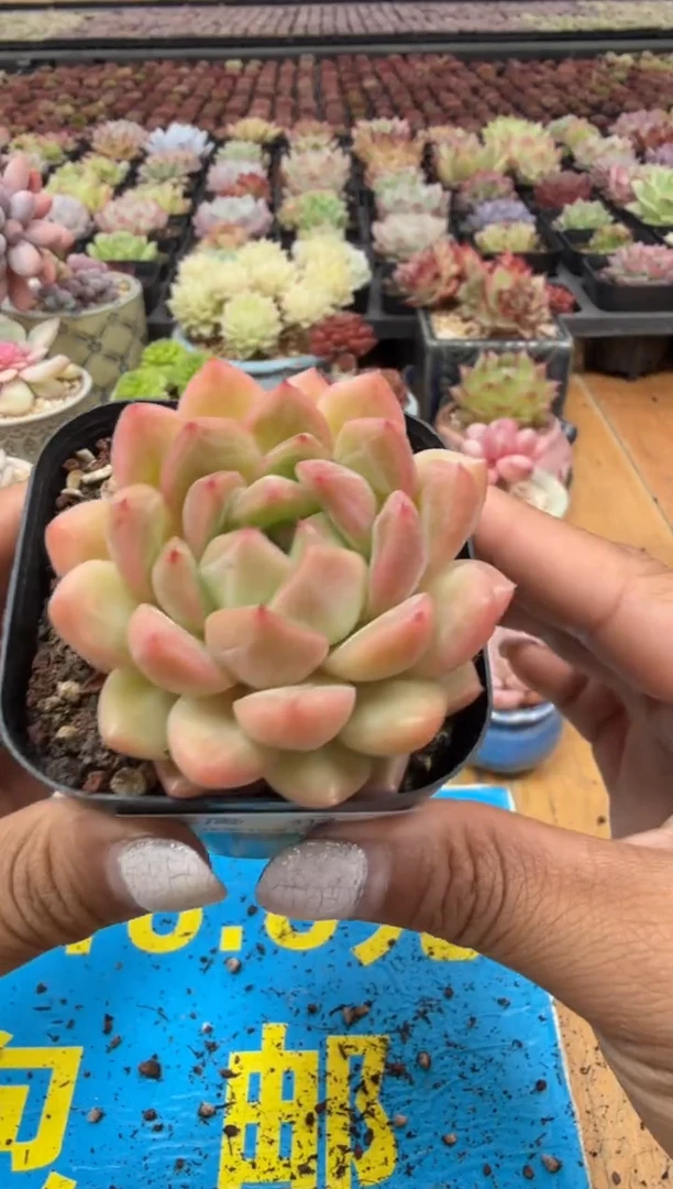 东云多肉园二店-312