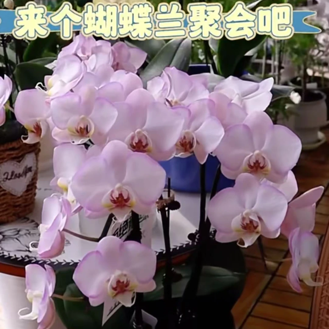 贵族品种  梦幻【梦幻初恋】蝴蝶兰花期7个月以上 断花剑  叶片微暇