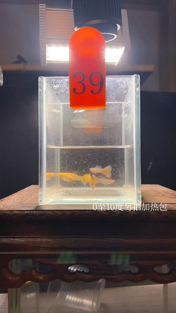 孔雀鱼极光幻彩编号39