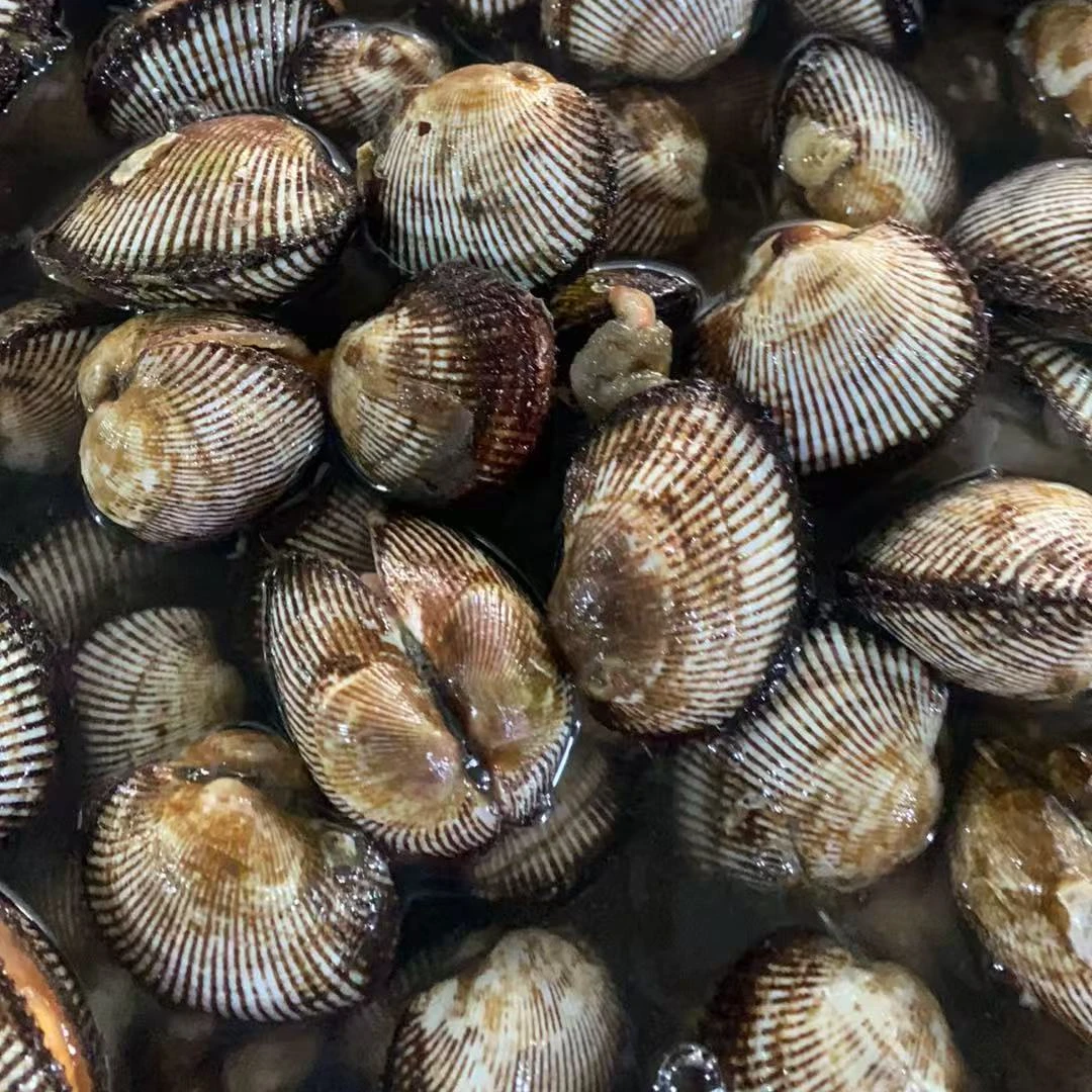 新鲜毛蛤 赤贝 毛哈喇5.9斤