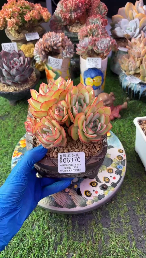 昆明印象多肉06370