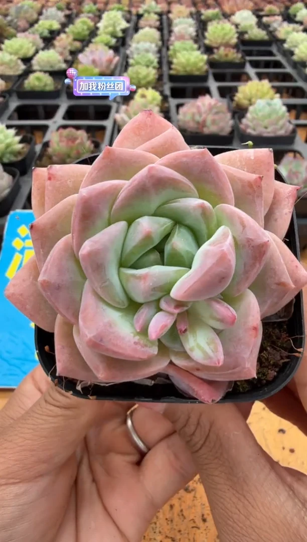 东云多肉园二店-62