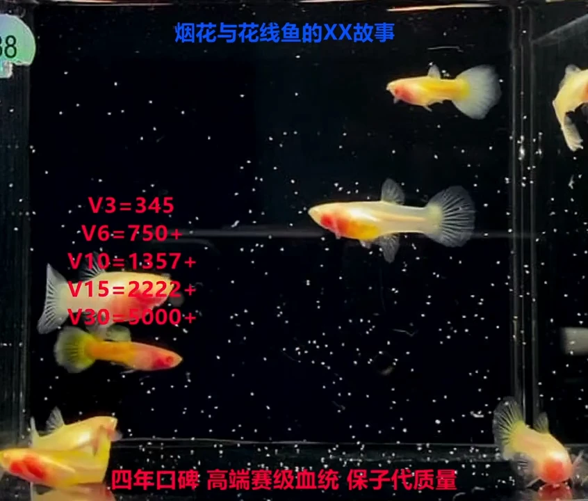 孔雀鱼幻彩系列练手4对