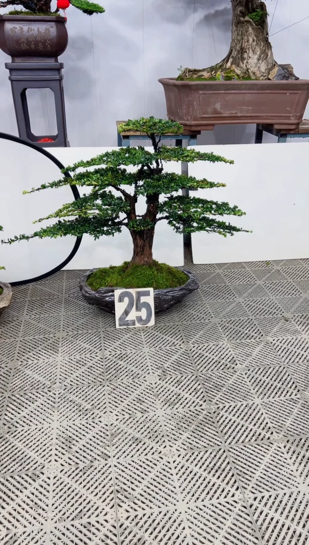 【闪购商品】盆景盆景