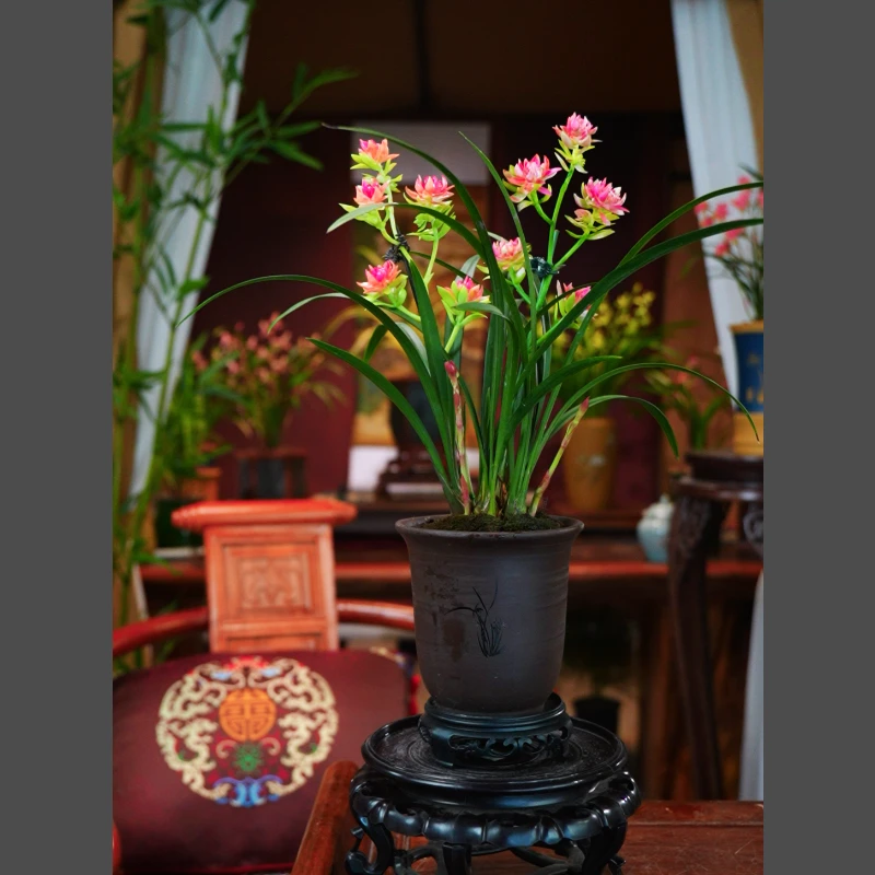 建兰正品[九转红禅] 带花苞带紫砂花盆种好浓香型内客厅好养