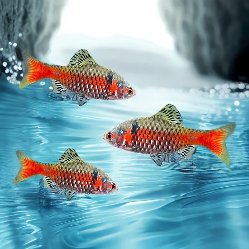 钻石彩虹鲫进口鲤科冷水耐寒耐养热带鱼原生鱼小型活体