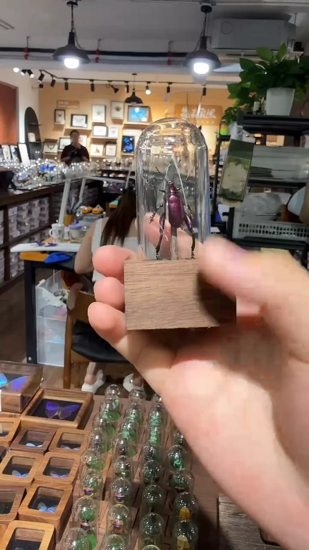 F55昆虫标本摆件