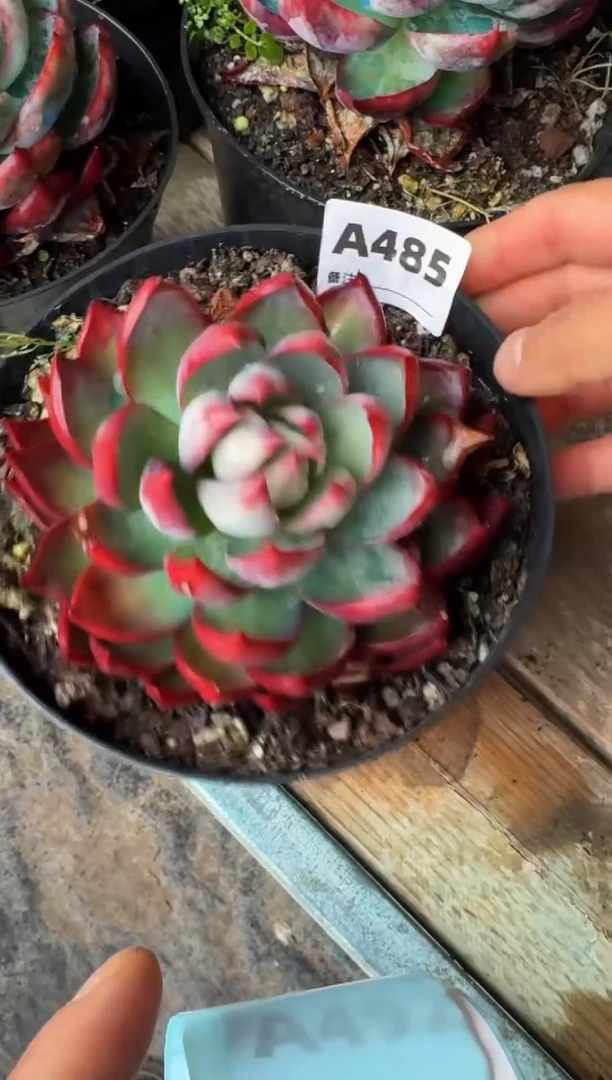 【闪购商品】A485惊鸿仙子（裸根发货）（瑕疵）