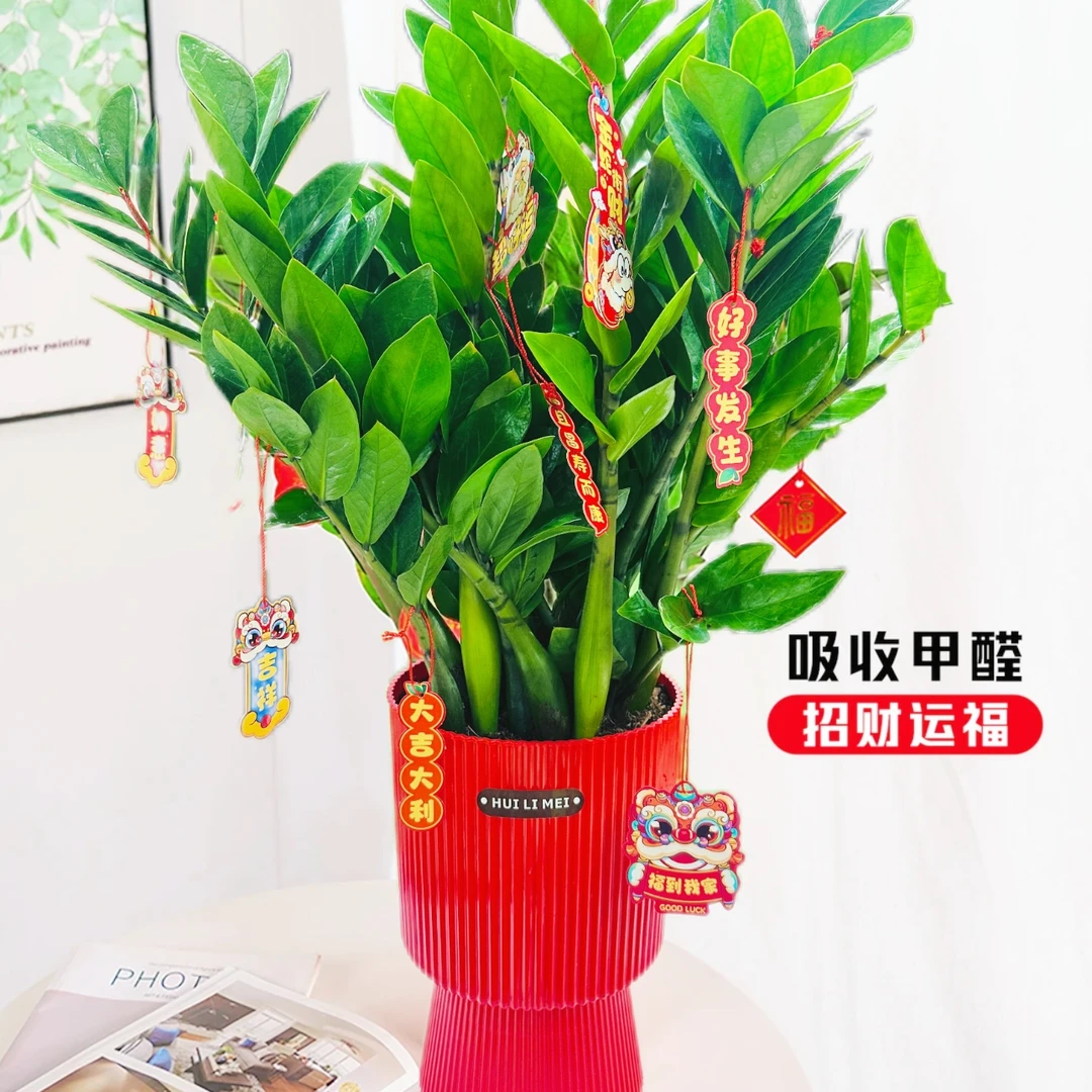 A级年宵花金钱树美观乔迁开业送礼绿植盆栽好养活懒人