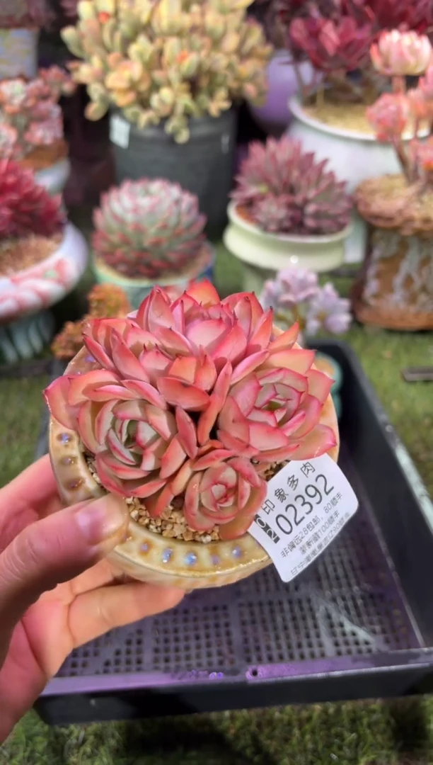 【闪购商品】02392