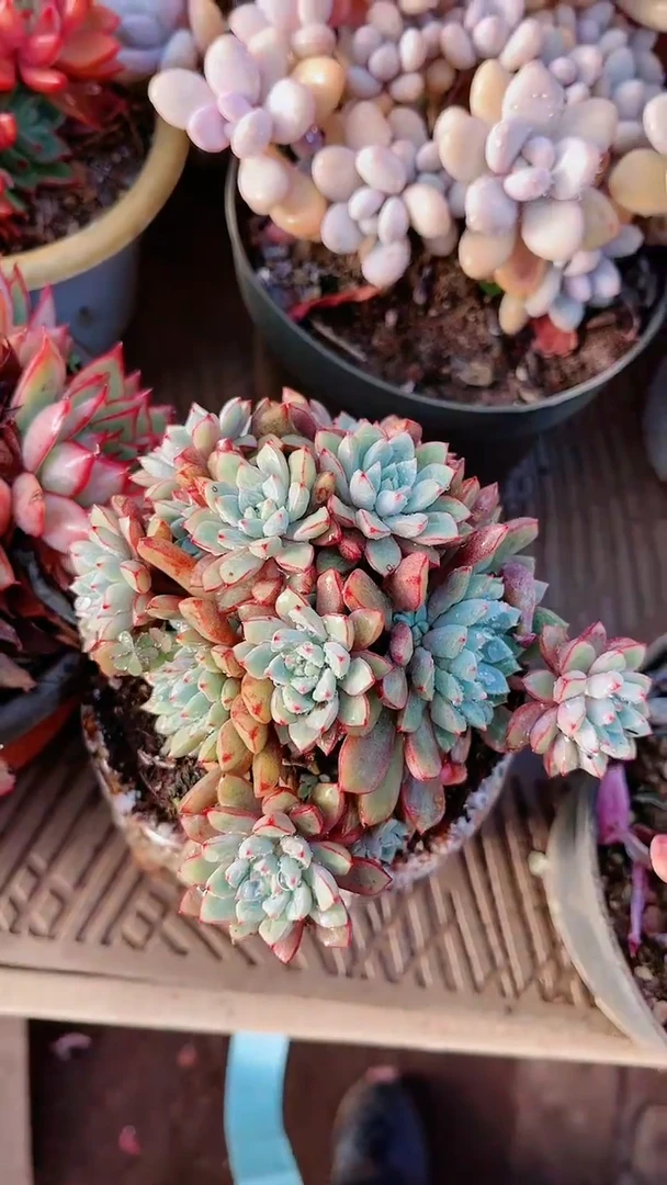 【闪购商品】18151