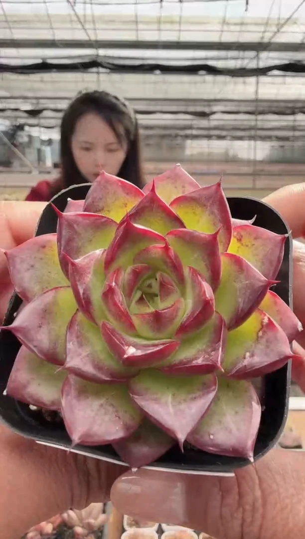 东云多肉园新款-74