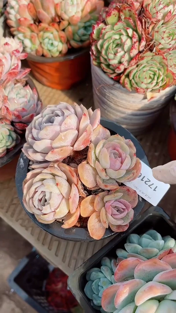 【闪购商品】17216