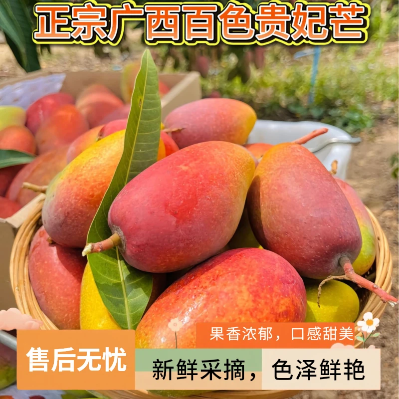 【广西】百色正宗贵妃芒果新鲜应季核薄肉厚爆甜多汁5/10斤