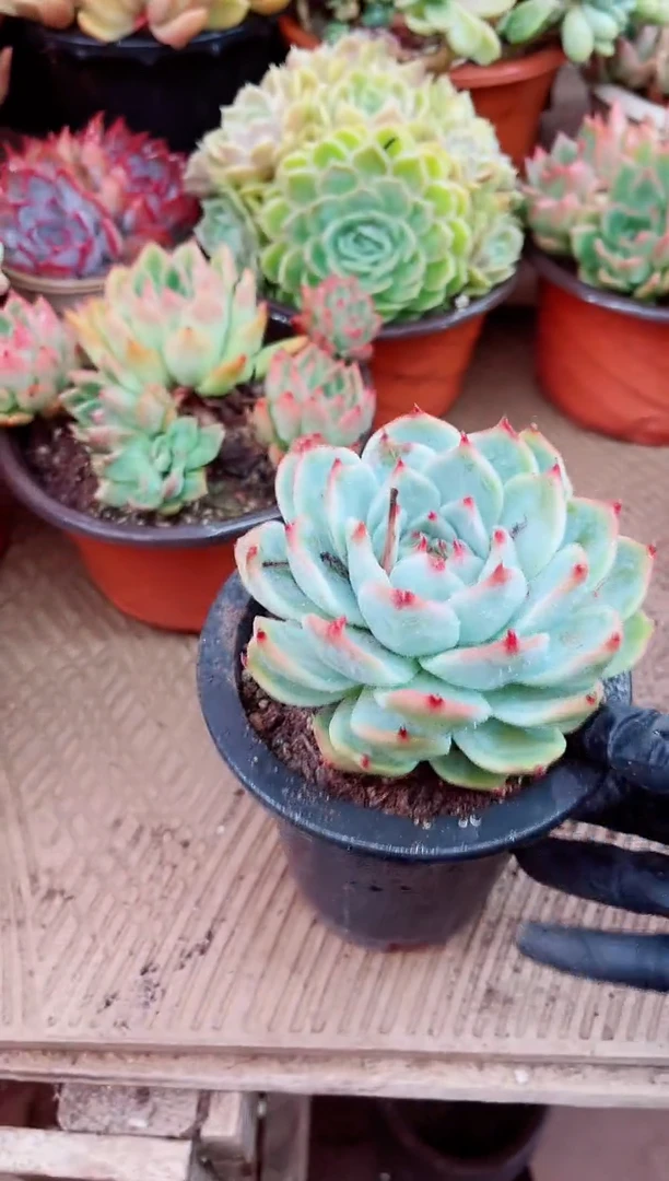 指*·02020多肉植物一物一拍