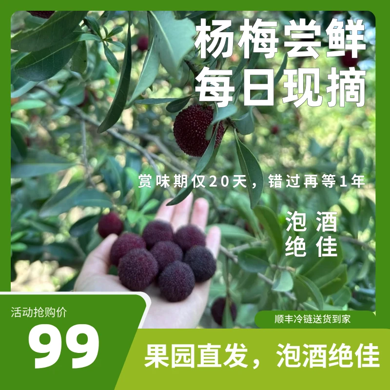 【顺丰空运包邮】新鲜采摘黑炭杨梅约3斤装泡酒佳品清甜多汁