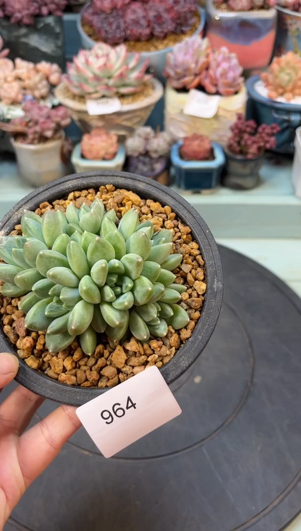 964群生雨花石多肉