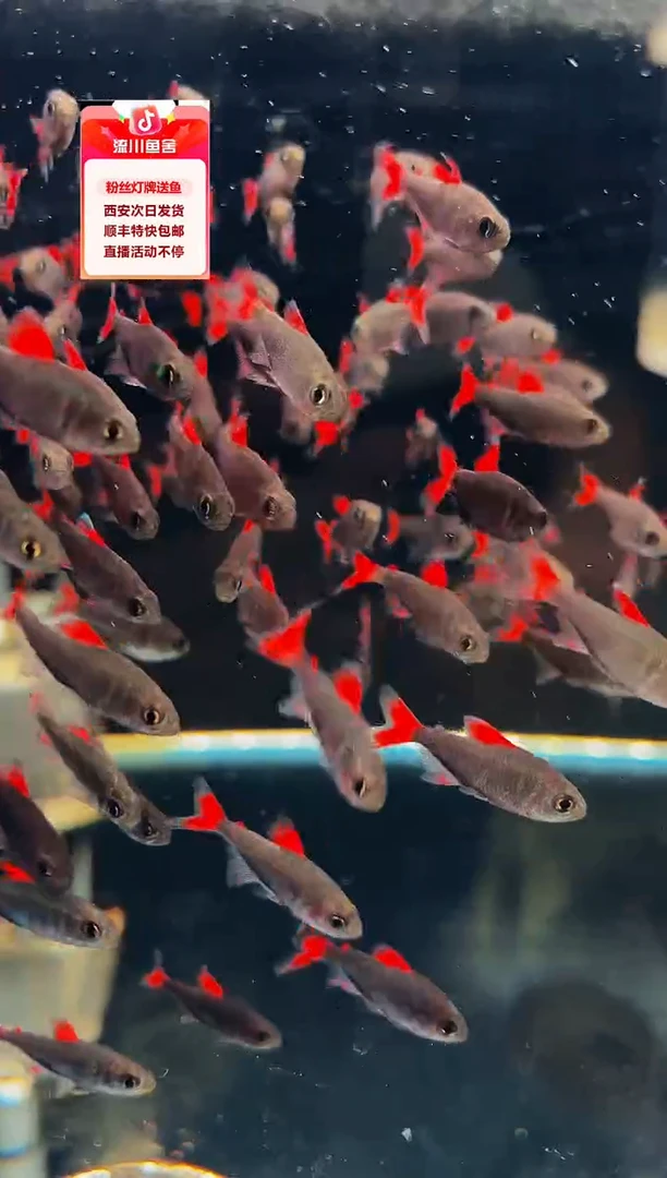 海水鱼Y*丫血魔1条