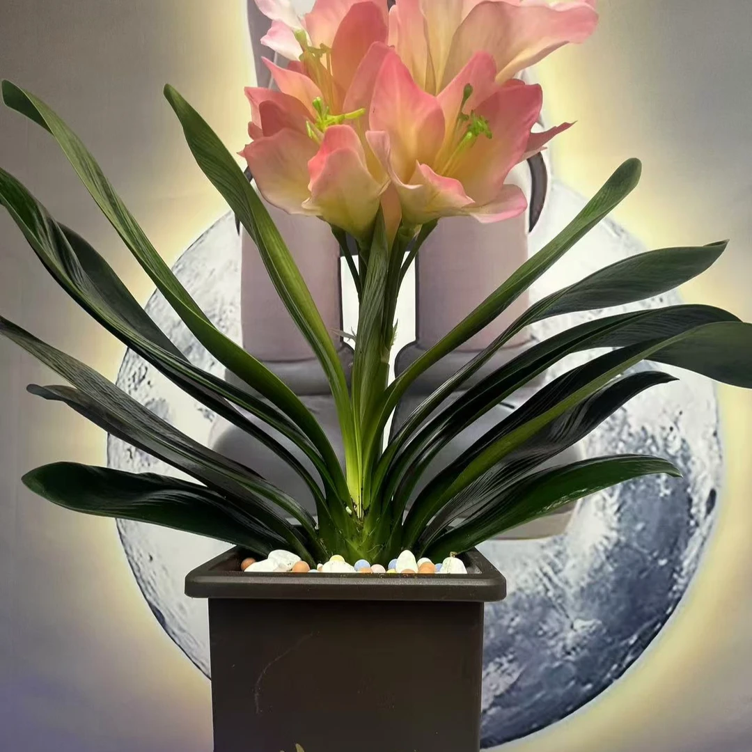 粉百合君子兰四季常青耐寒耐热赏花赏叶阳台室内种植发货不带花