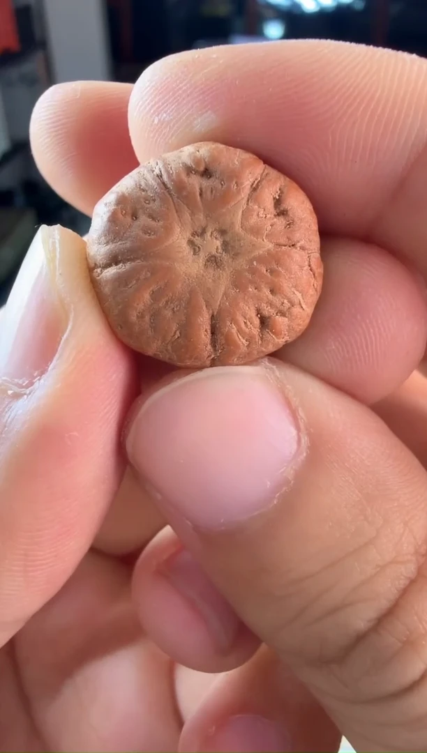 手串凤眼菩提编号4661一物一图  三通 圆的 19mm