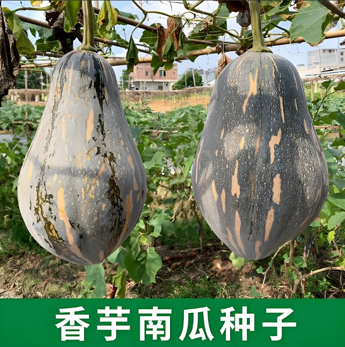 香芋南瓜种子甜南瓜甜面甜糯种子粉糯香甜蔬菜种子南瓜种子新鲜子