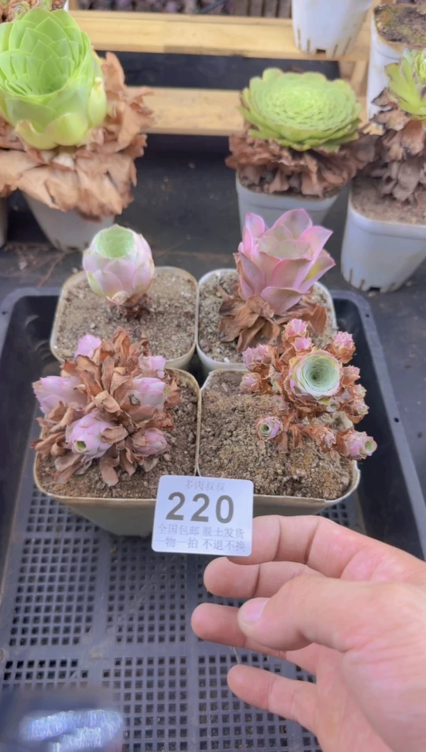 山地玫瑰  四颗--220