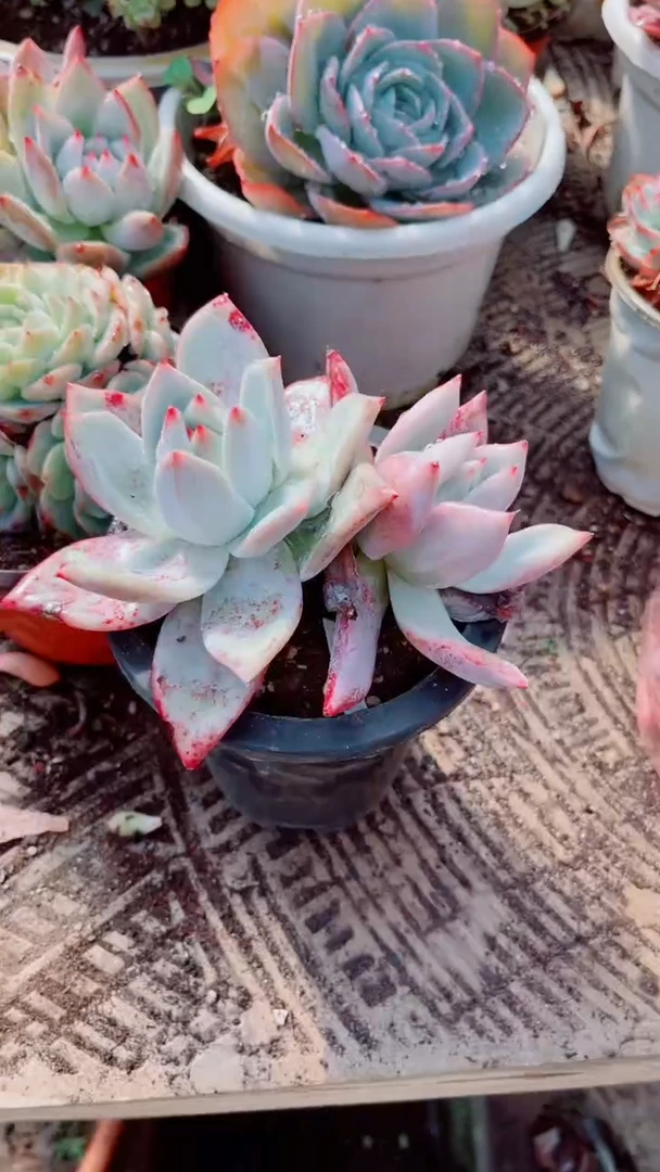 彩***笑多肉植物一物一拍17097