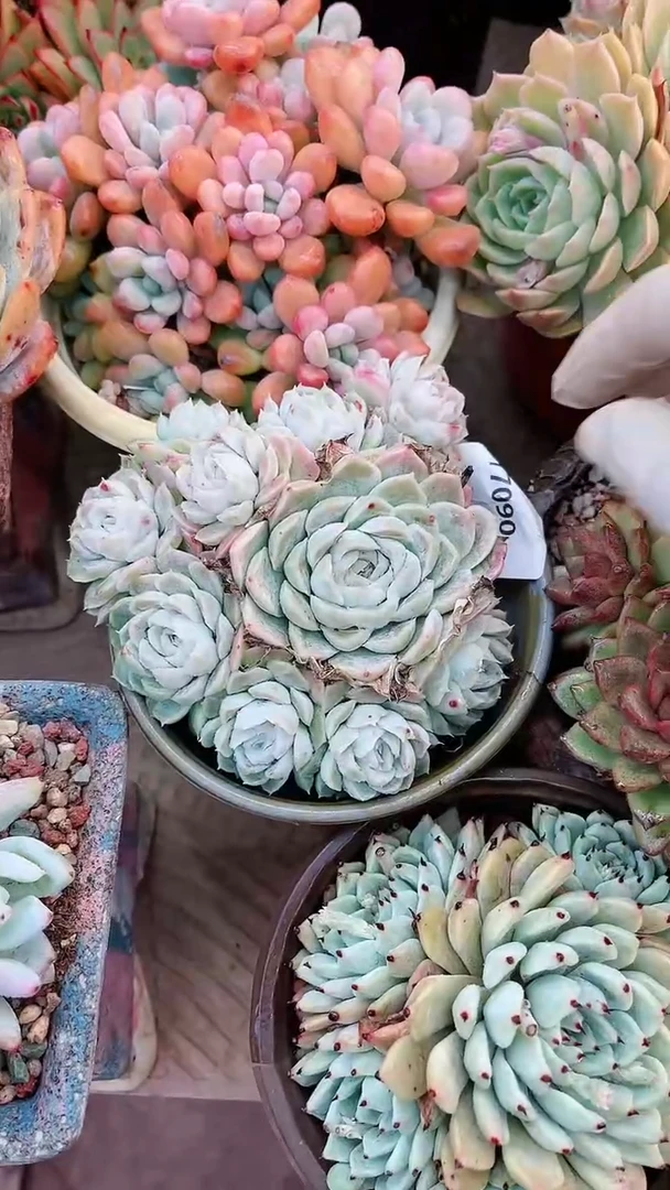 【闪购商品】17090