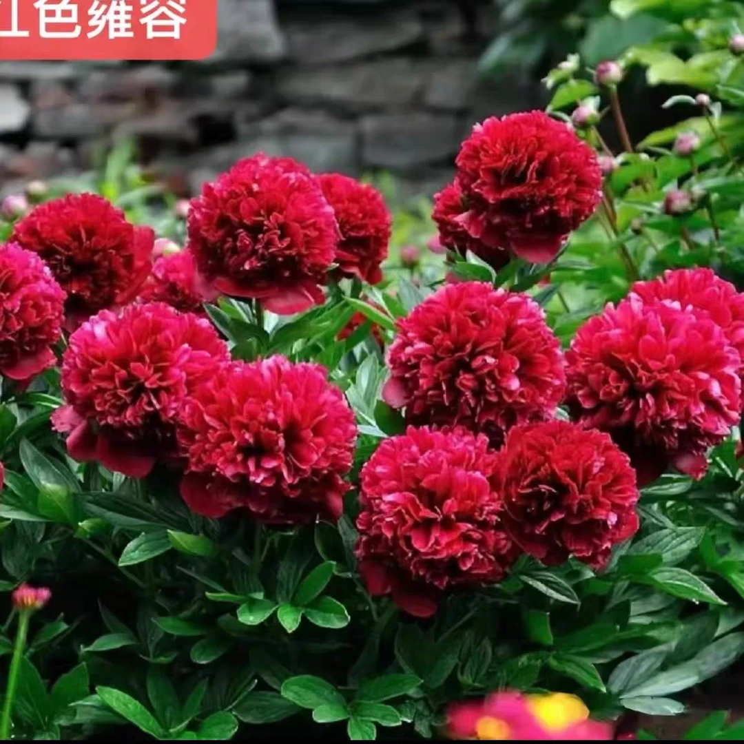 【红色雍容】进口重瓣芍药大苗盆栽客厅阳台庭院可种植原盆原土发货