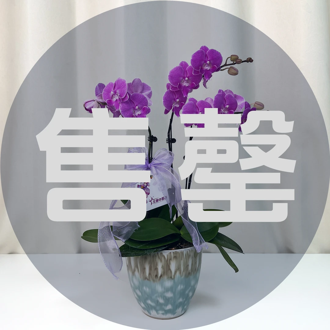 北郎中甄选｜蝴蝶兰· 红雀次日达