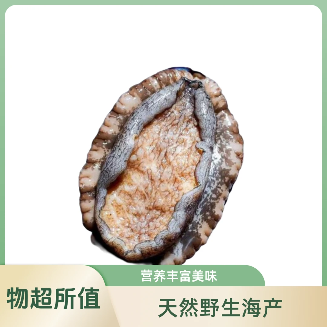 鲜活鲍鱼500g(62.5g*8个)