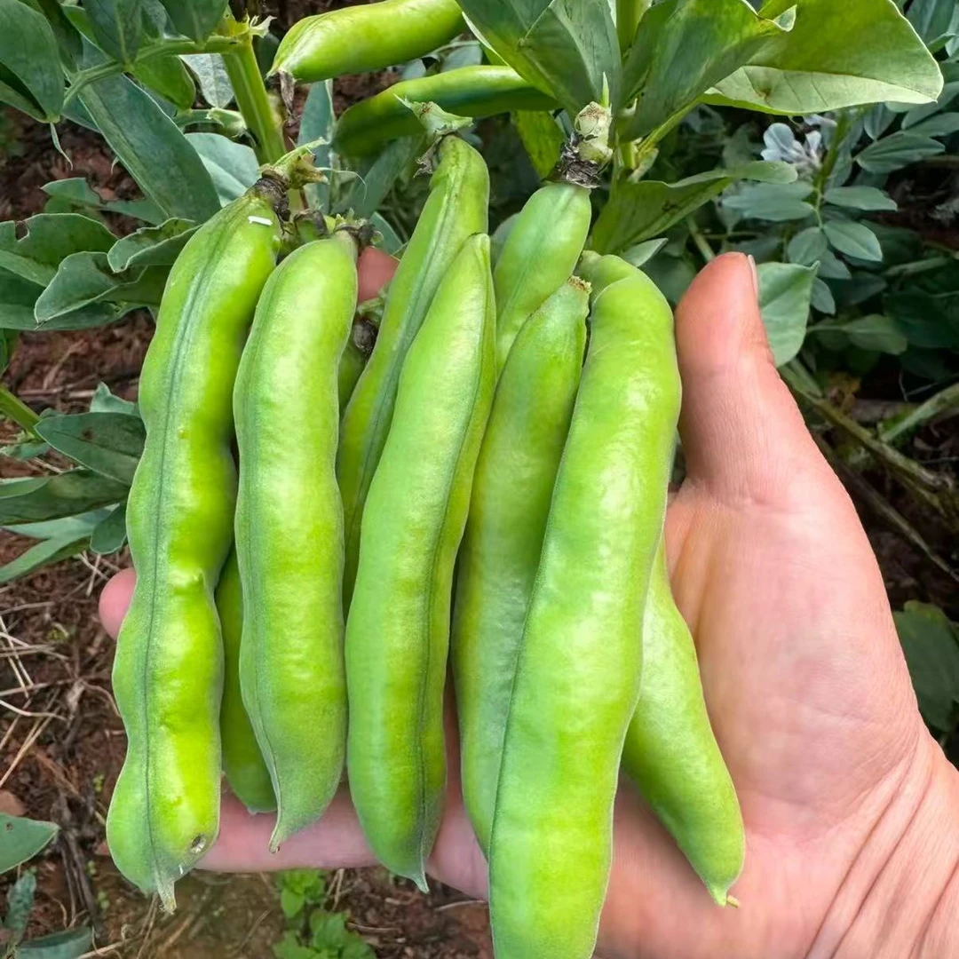 《乡村文自营品》湖北农家新鲜蚕豆3斤包邮