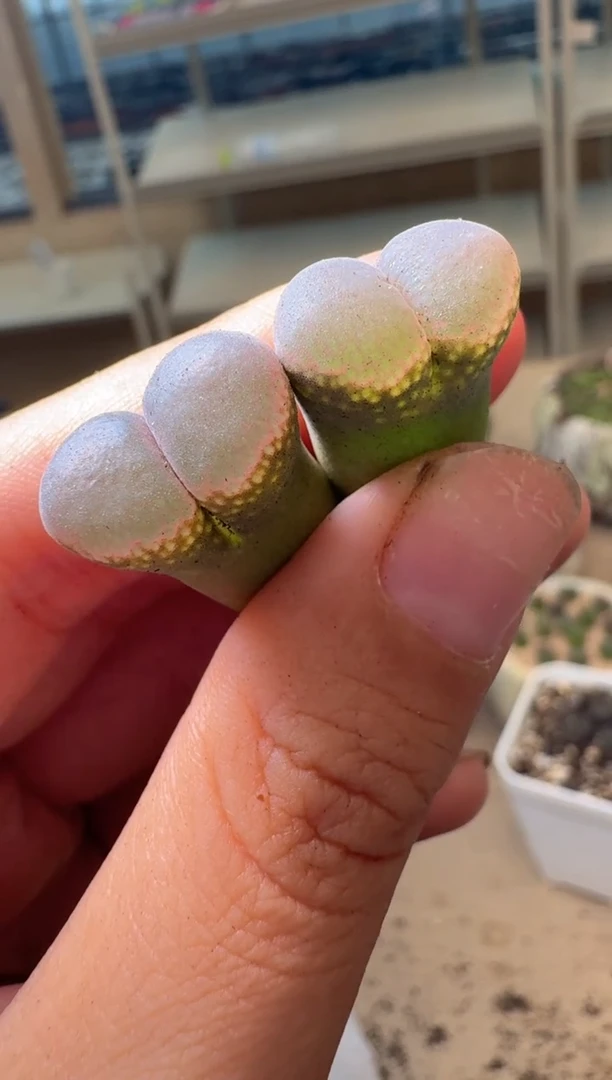 多肉植物肉锥16-309 荔枝窗