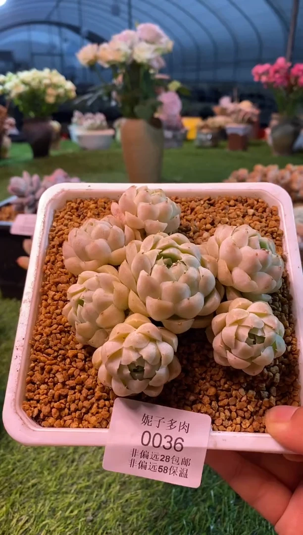 0036aa（满28包邮发货）