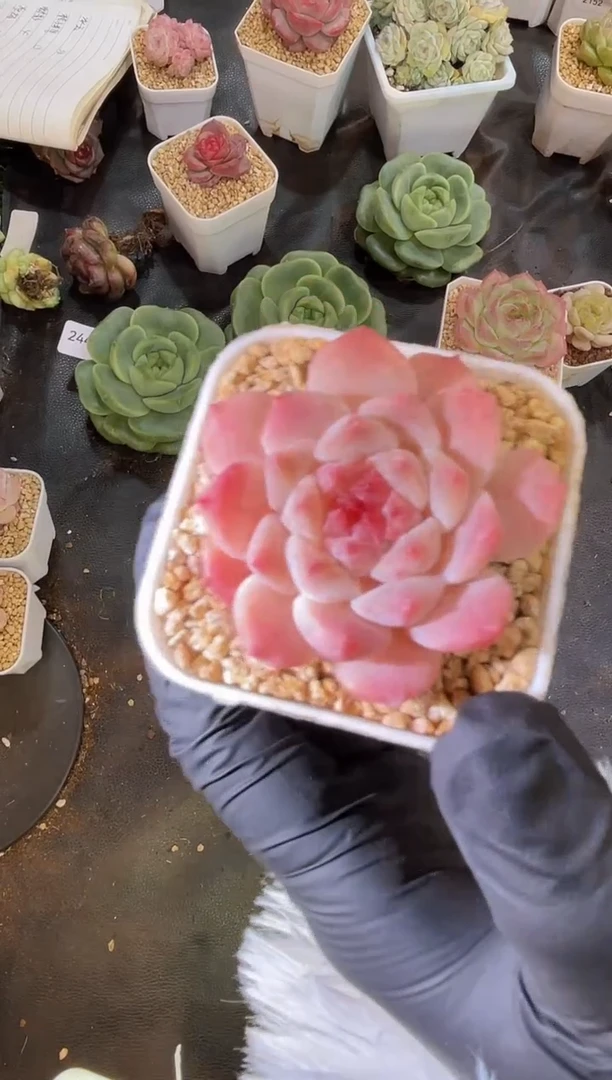 2450 秘境冰魄 量拍发3颗