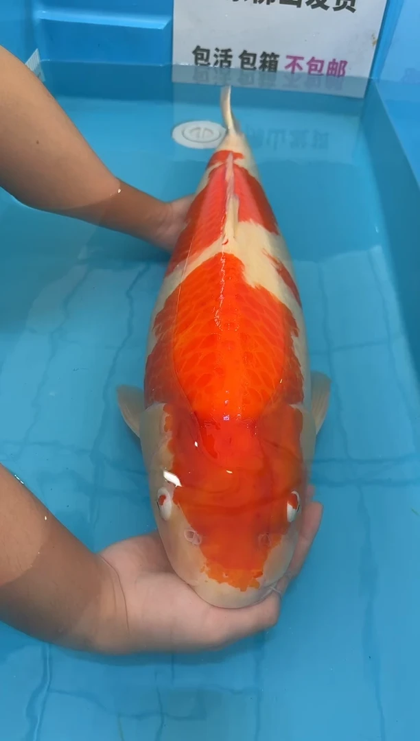 锦鲤新****）74公分 红白