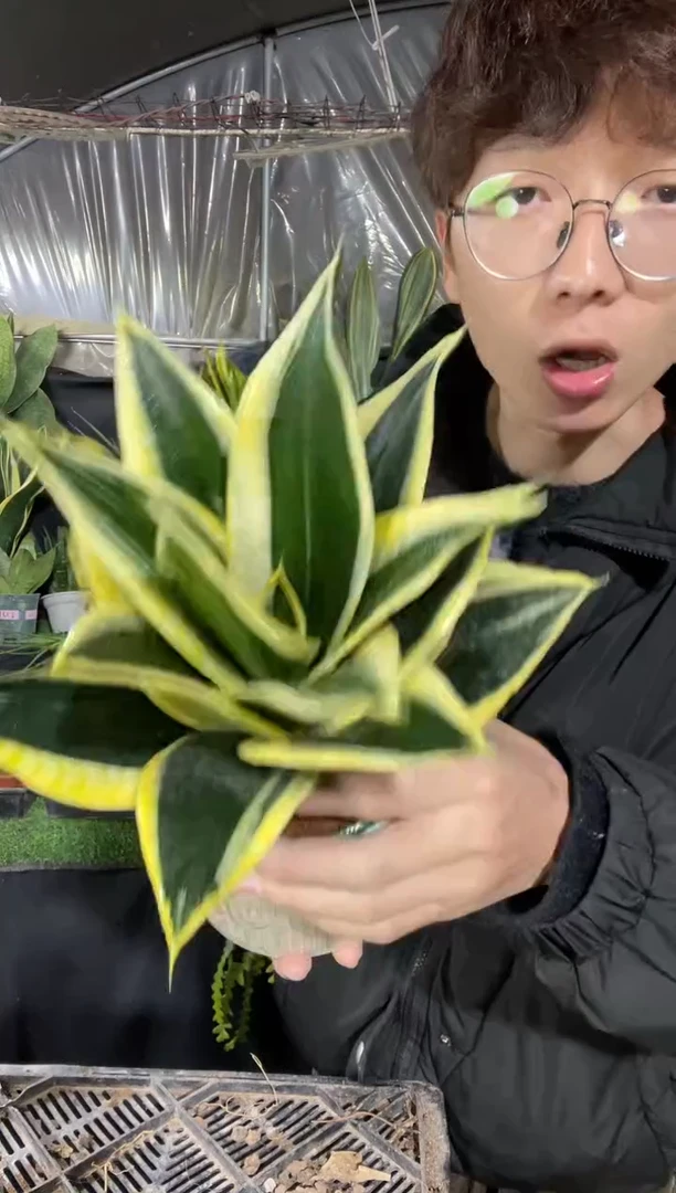 【闪购商品】宝塔金荷花带盆土15.8