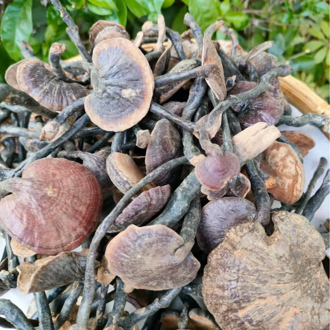 【海天精选】山货竹林枝