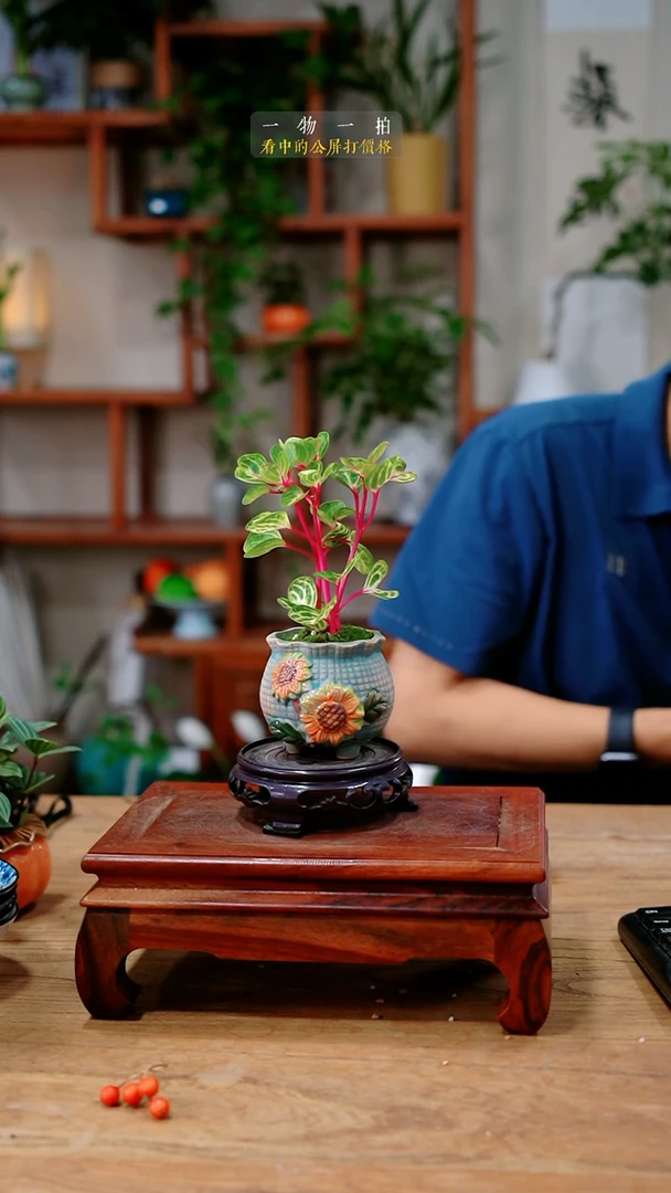 不开花植物蜂*?钱多多632